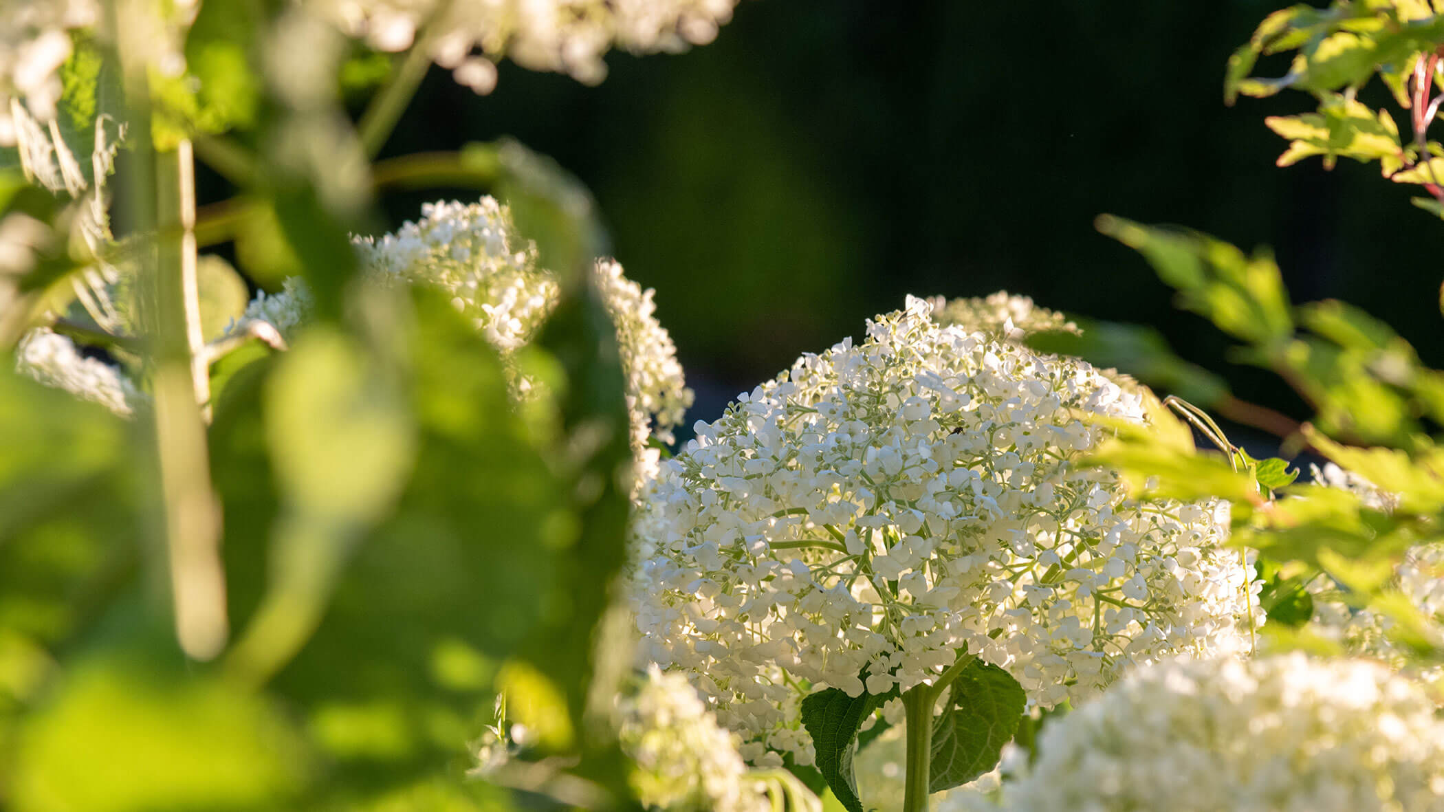 Detailaufnahme Blumen im Frühling - Hotel Sun
