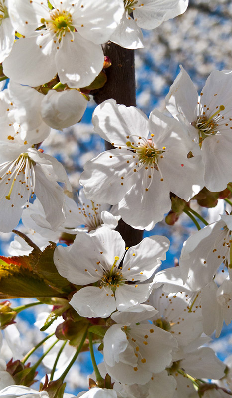 I fiori degli alberi di mele in primavera