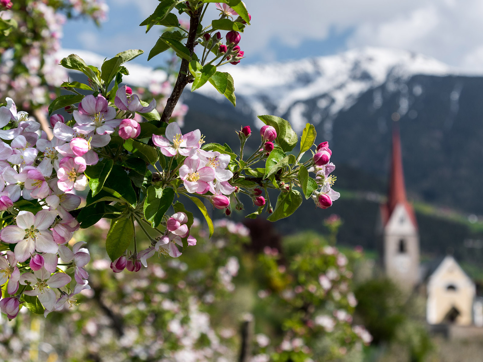 I fiori degli alberi di mele in primavera