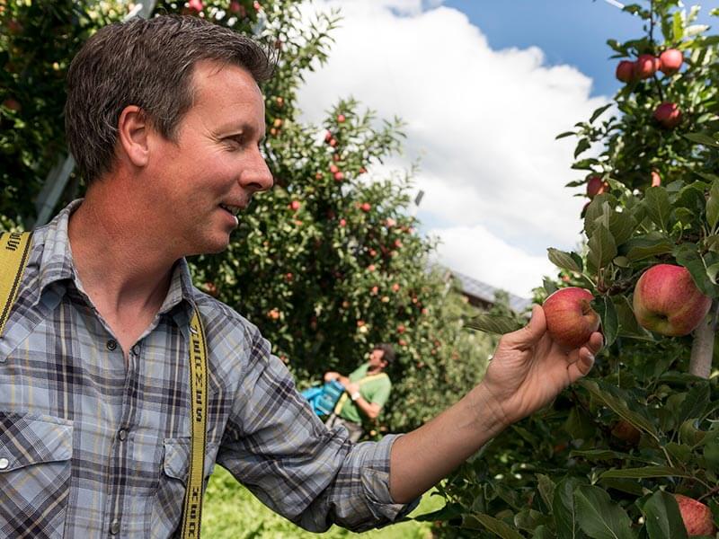 Gli alberi di mele in estate