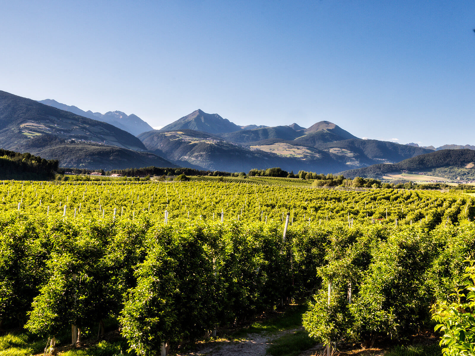 Il soleggiato altopiano delle mele in estate