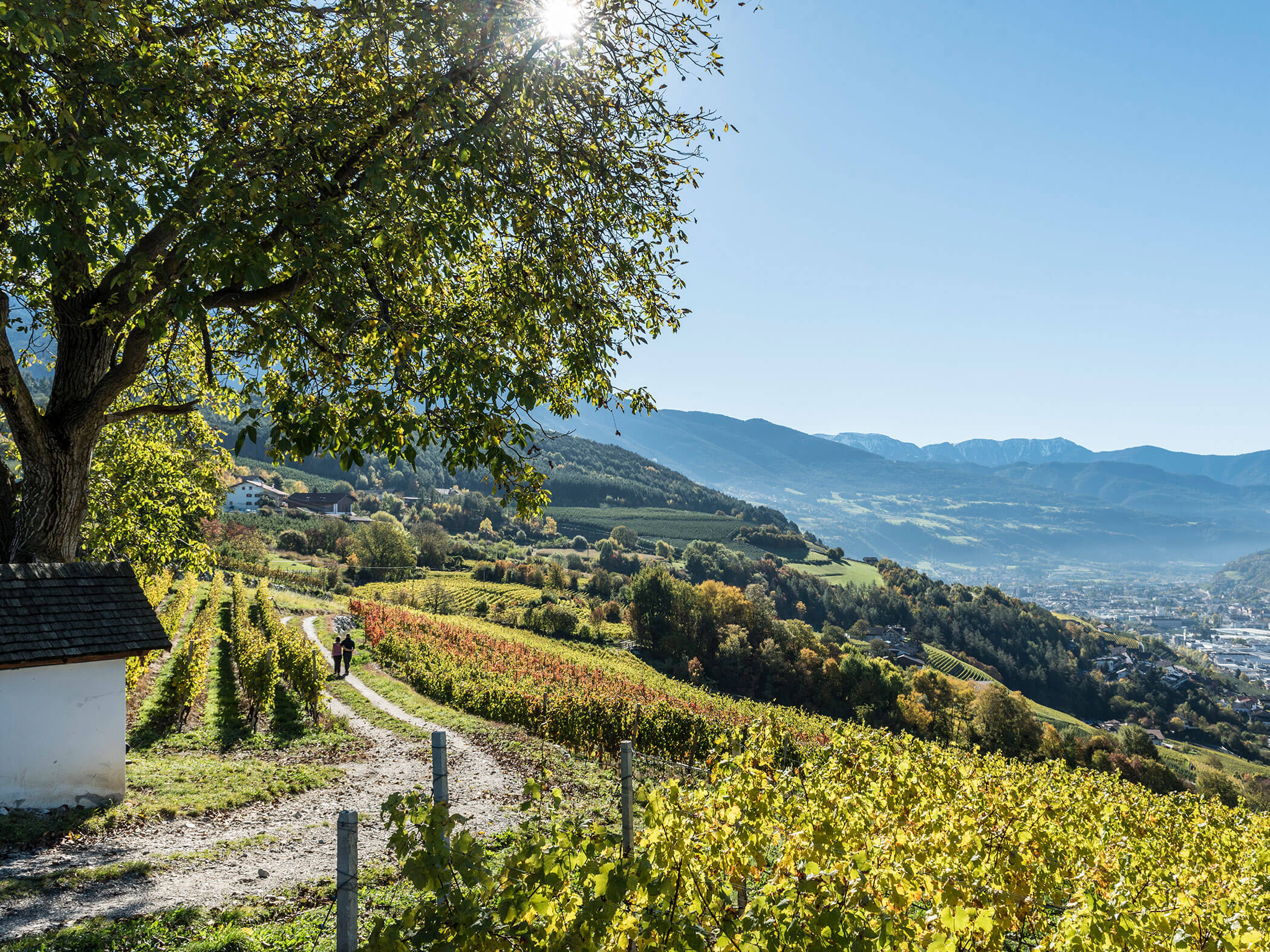 Vineyard in Raas - Hotel Sun