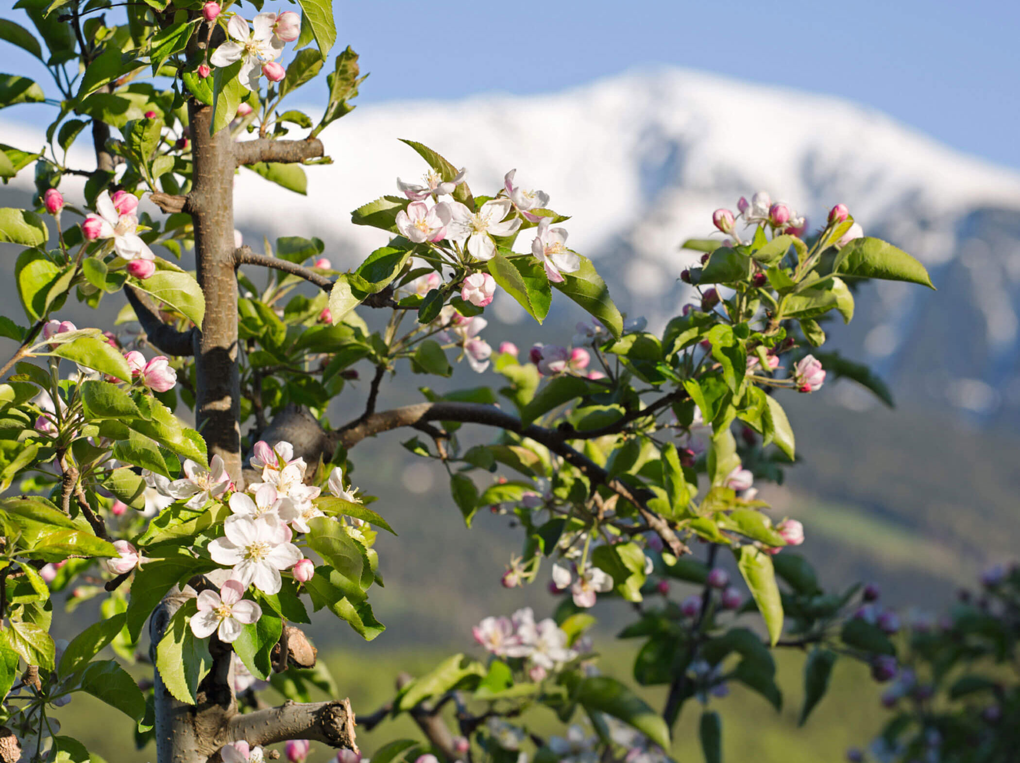 Apfelbaumzweige mit rosa und weißen Blüten, mit einem verschneiten Berg im Hintergrund. - Hotel Sun