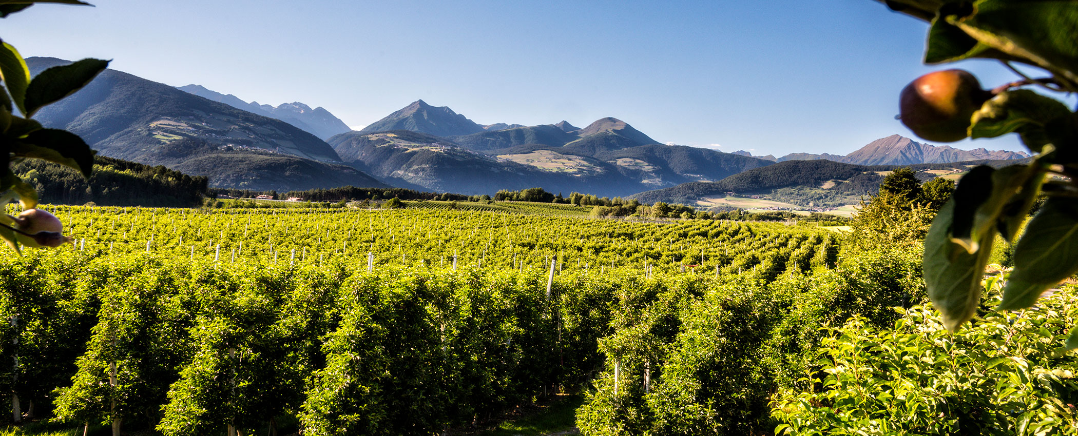 Üppiger grüner Obstgarten mit Bergen im Hintergrund unter einem klaren blauen Himmel. - Hotel Sun